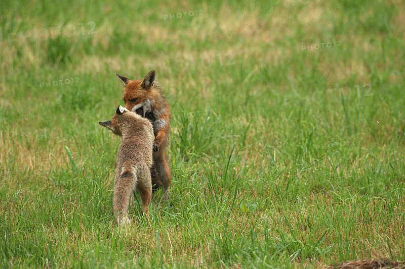 Red fox (Vulpes vulpes) male and weaned young playing on a mown meadow in light rain, Allgäu, Bavaria, Germany, Allgäu, Bavaria, Germany