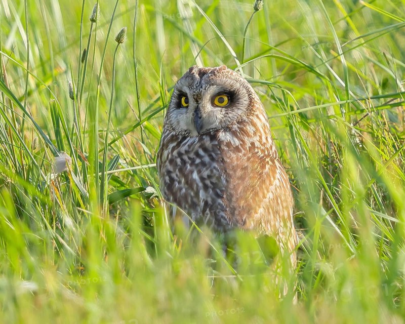 Short-eared owl (Asio flammeus) sitting hidden in a meadow, Wildlife, Nature photography, Lake Neusiedl, Hansag, Burgenland, Hungary, Austria, Eastern Europe