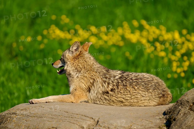 A coyote lies quietly on a rock, surrounded by grass and yellow flowers, Coyote (Canis latrans), Spring, France
