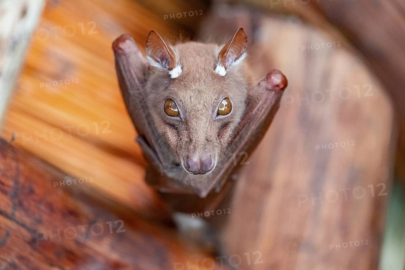 Funny bat, looks angry, conspiratorial, Kruger National Park, South Africa