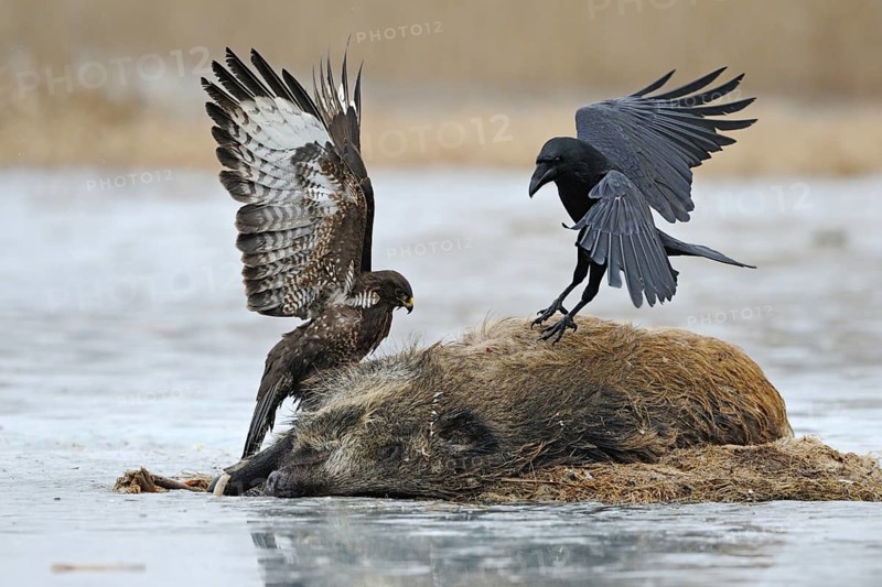 Impressive size comparison, size ratios between a common raven (Corvus corax) and a common buzzard (Buteo buteo) fighting over a wild boar carcass, wildlife, affected nature, native nature, Mecklenburg-Western Pomerania, Germany, Western Europe