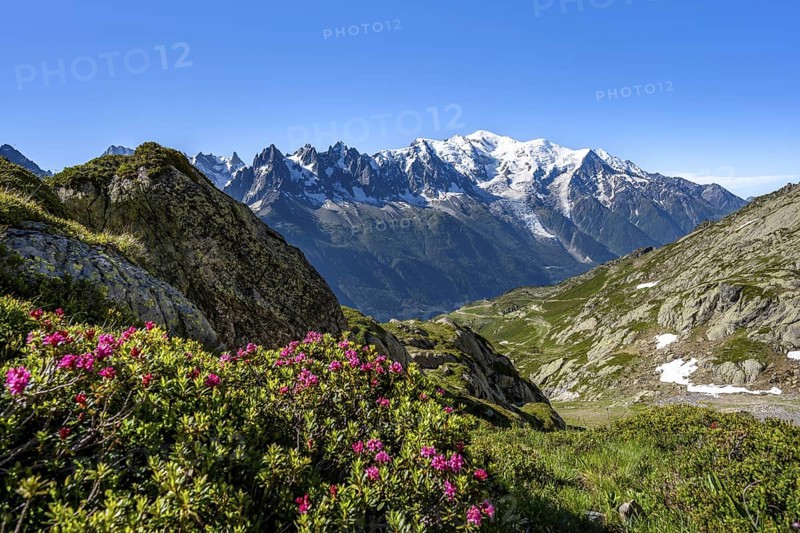 Mountain panorama with blooming alpine roses and glaciated mountain peaks, Aiguille du Midi and Mont Blanc, Aiguille de Mesure and Aiguille de Chamois, hiking in the Aiguilles Rouges, Chamonix, Haute-Savoie, France