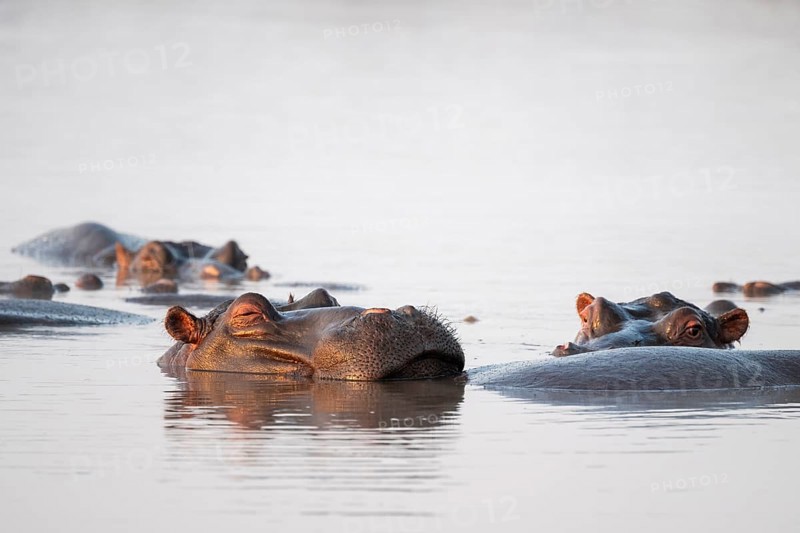 Hippos (Hippopatamus amphibius), group sleeping in the water in the morning light, with reflection, adult, Kruger National Park, South Africa