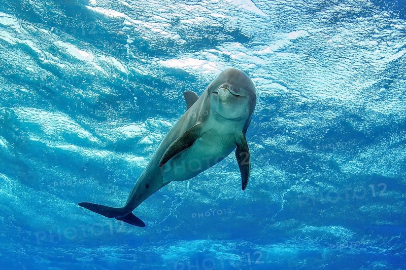 Bottlenose dolphin (Tursiops truncatus) Dolphin Flipper marine mammal looking at viewer, above moving sea surface, Caribbean Sea