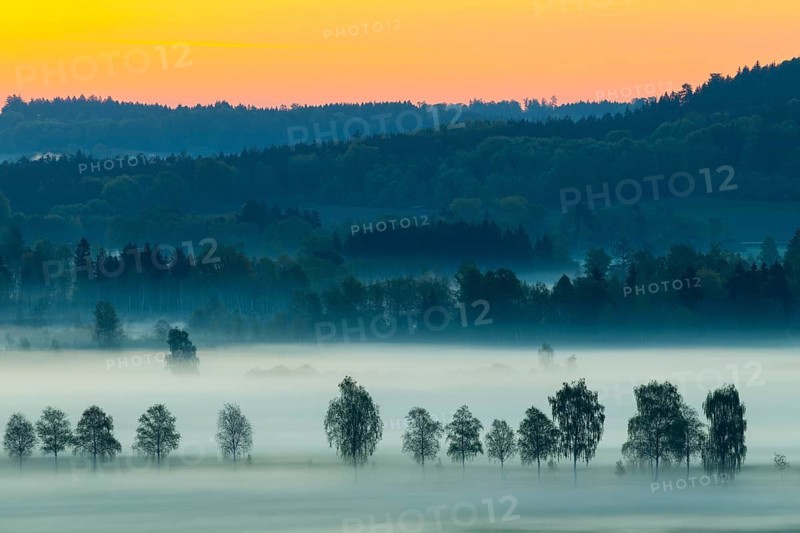 Early morning fog over the moor, birch (Betula), birch family (Betulaceae), dawn, fog, Pfrungen, Pfrunger-Burgweiler Ried, Baden-Wuerttemberg, Germany