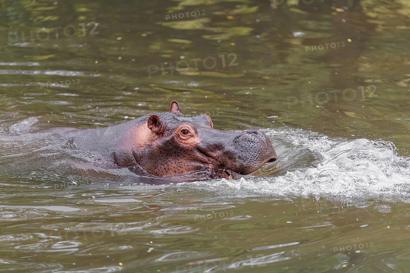 An adult male hippopotamus (Hippopotamus amphibius) shows aggression and defends its territory