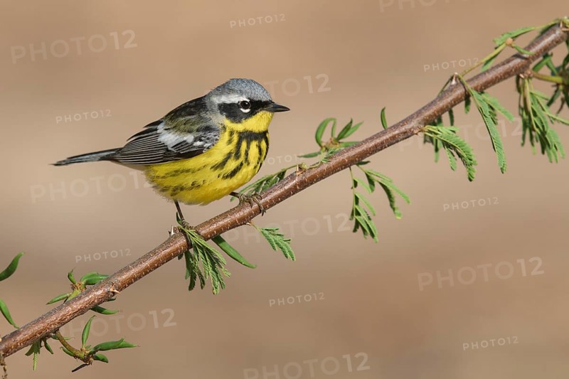Magnolia Warbler (Setophaga magnolia) male perched on a branch, Texas, USA