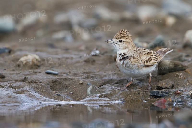 Short-toed Lark - Kurzzehenlerche - Calandrella brachydactyla ssp. longipennis, Kazakhstan, adult