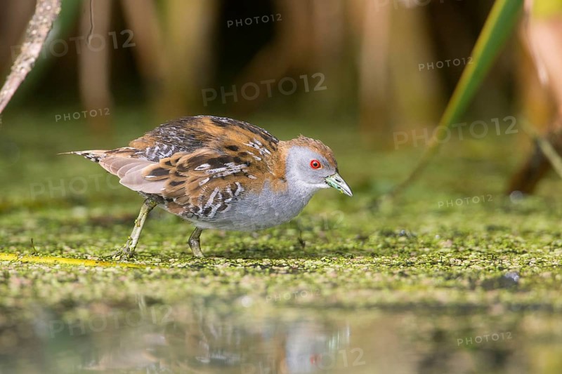 Baillon's Crake (Porzana pusilla palustris) foraging, Victoria, Australia