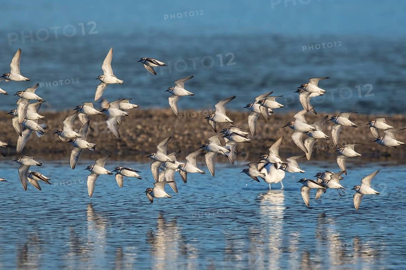 Kentish Plover (Charadrius alexandrinus) group flying, Mallorca, Spain