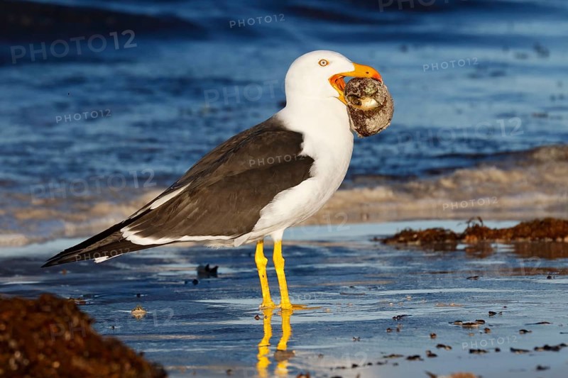 Pacific Gull (Larus pacificus georgii) feeding on whelk, South Australia, Australia