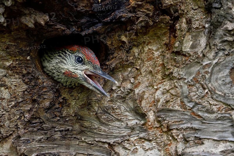 European Green Woodpecker (Picus viridis) juvenile peering out from nest hole, begging for food, North Rhine-Westphalia, Germany