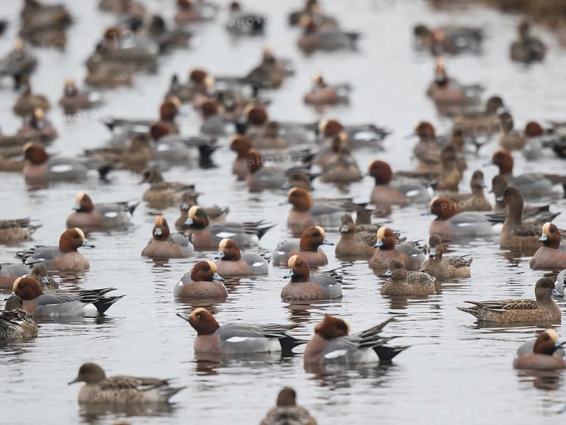 Eurasian Wigeon (Mareca penelope) group, Netherlands
