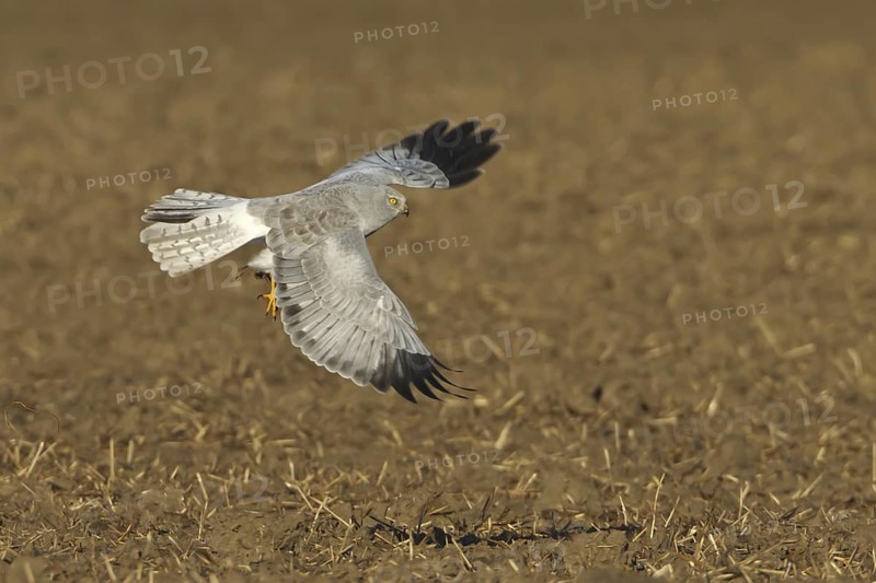 Hen Harrier (Circus cyaneus) male flying, Rhineland-Palatinate, Germany
