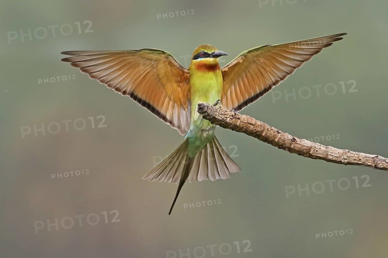Blue-tailed Bee-eater (Merops philippinus), Penang, Malaysia