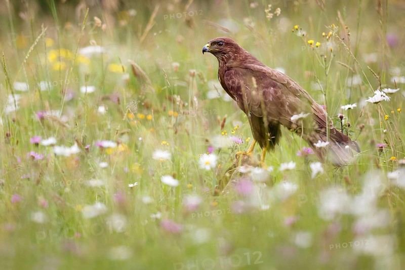 Common Buzzard (Buteo buteo) in a flowering meadow, Asturias, Spain