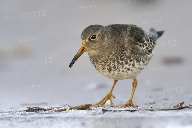 Purple Sandpiper (Calidris maritima), Schleswig-Holstein, Germany
