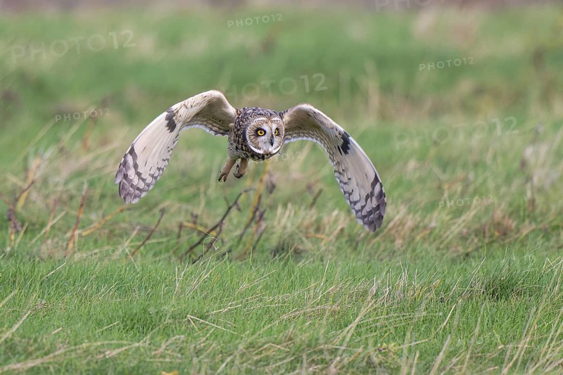 Short-eared Owl (Asio flammeus) flying, Netherlands
