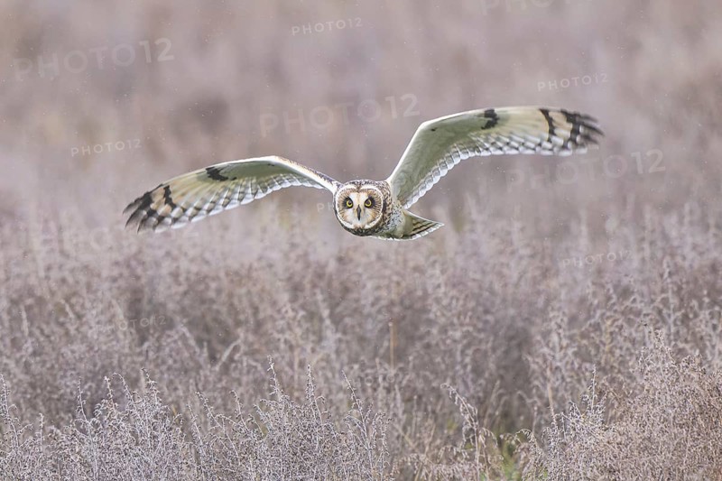 Short-eared Owl (Asio flammeus) flying, Netherlands