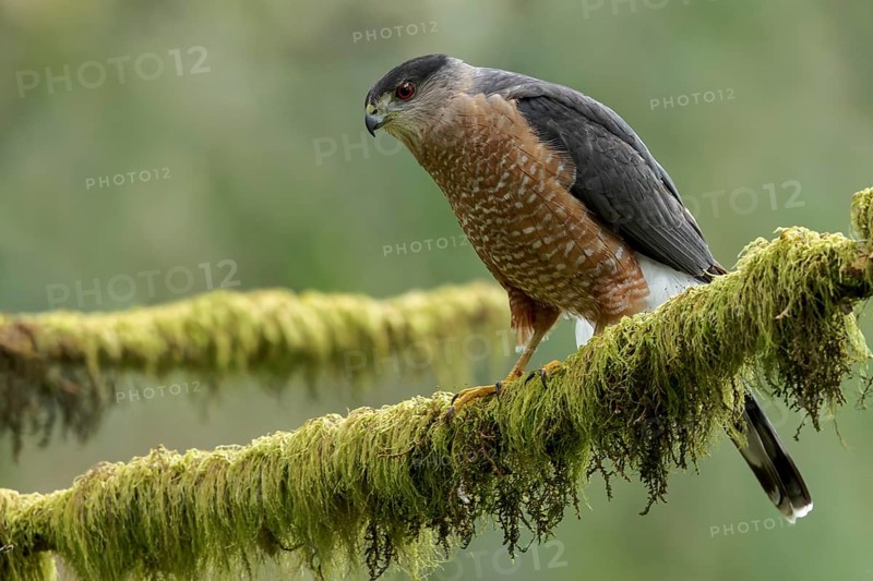 Coopers Hawk (Accipiter cooperii) perched on a branch in Victoria, BC, Canada