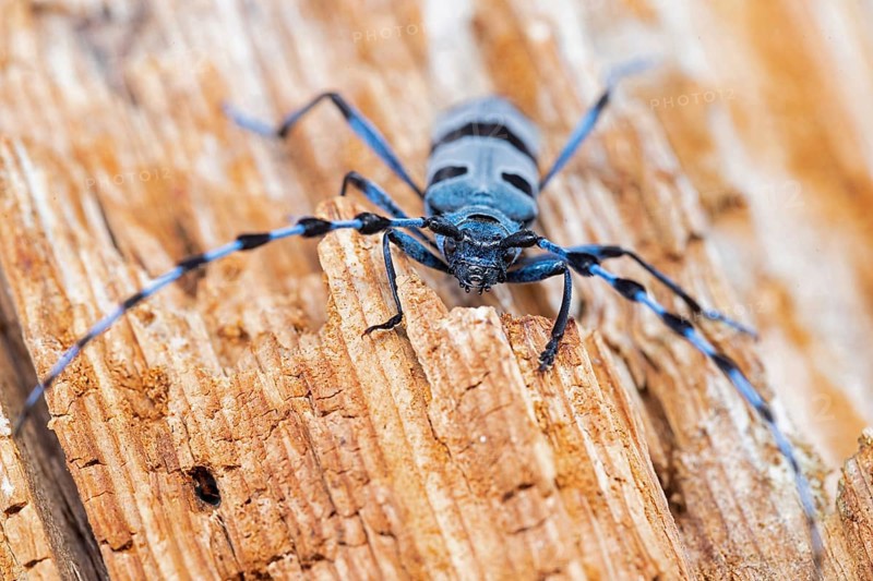 Rosalia Longicorn (Rosalia alpina) close-up on tree trunk, Bavaria, Germany