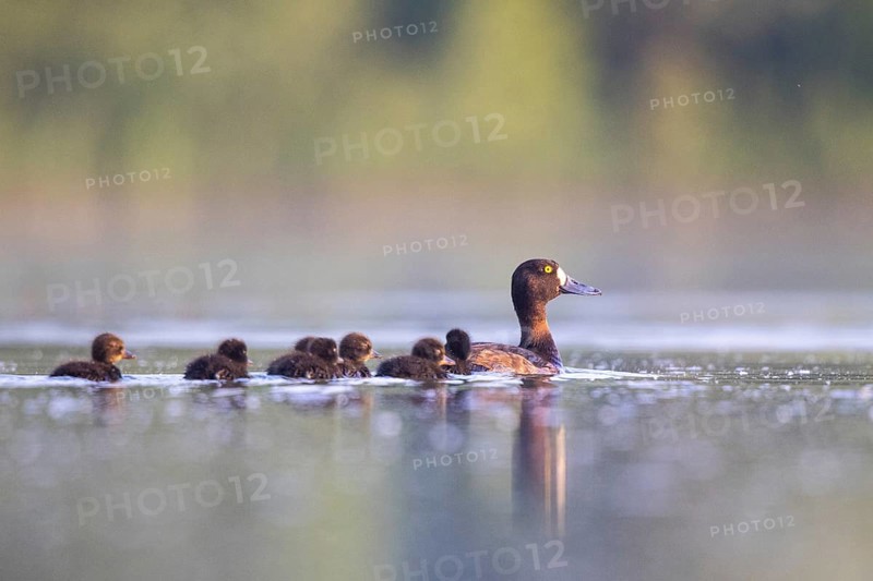 Tufted Duck (Aythya fuligula) female with chicks, North Rhine-Westphalia, Germany