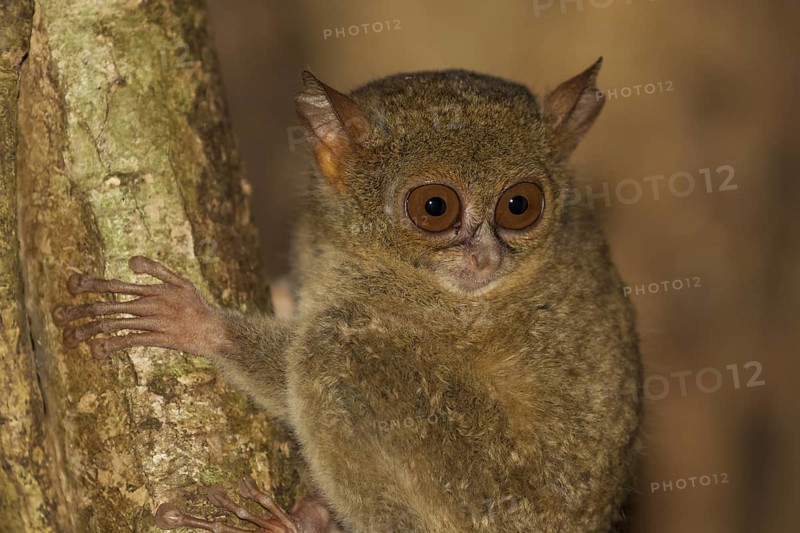 Sulawesi-Koboldmaki, Tarsius spectrumgurskyae Gursky's spectral tarsier, Tarsius spectrumgurskyae