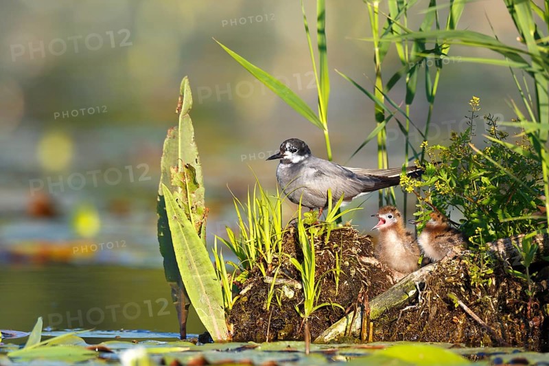 Black Tern (Chlidonias niger) with chicks, Mecklenburg-Western Pomerania, Germany
