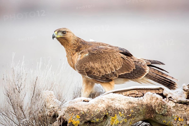 Bonelli's Eagle (Aquila fasciata) juvenile, Castile-La Mancha, Spain