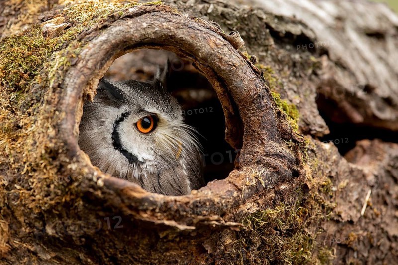 Southern White-faced Owl (Ptilopsis granti) captive, peering out of a tree hollow, Germany