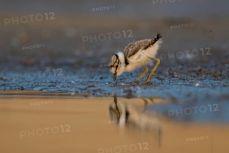 Little Ringed Plover (Charadrius dubius) chick at a waterhole, North Rhine-Westphalia, Germany
