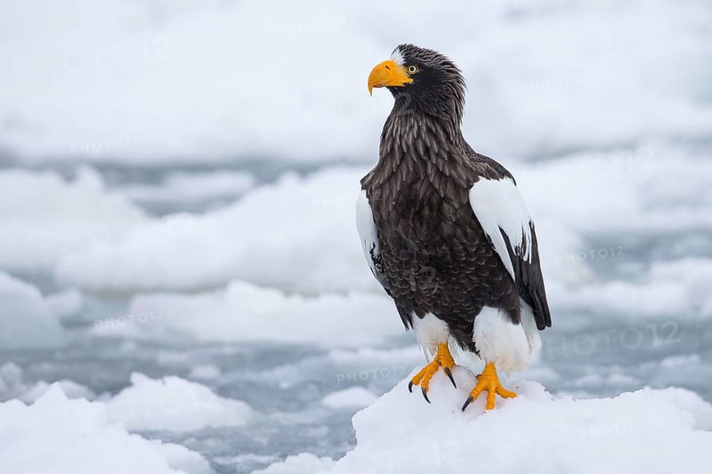Steller's Sea Eagle (Haliaeetus pelagicus) on snow, Hokkaido, Japan