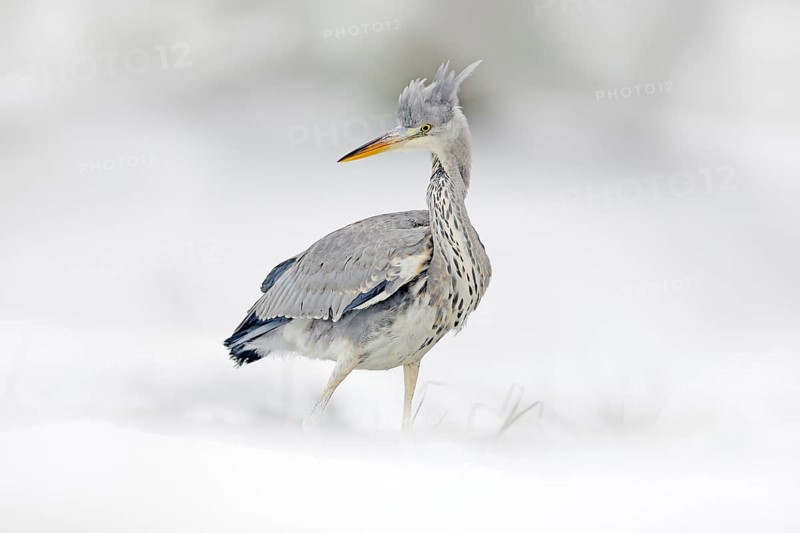 Grey Heron in white snow, wind during cold winter. Wildlife scene from Poland nature. Snow storm with bird. Heron with snow in the nature habitat