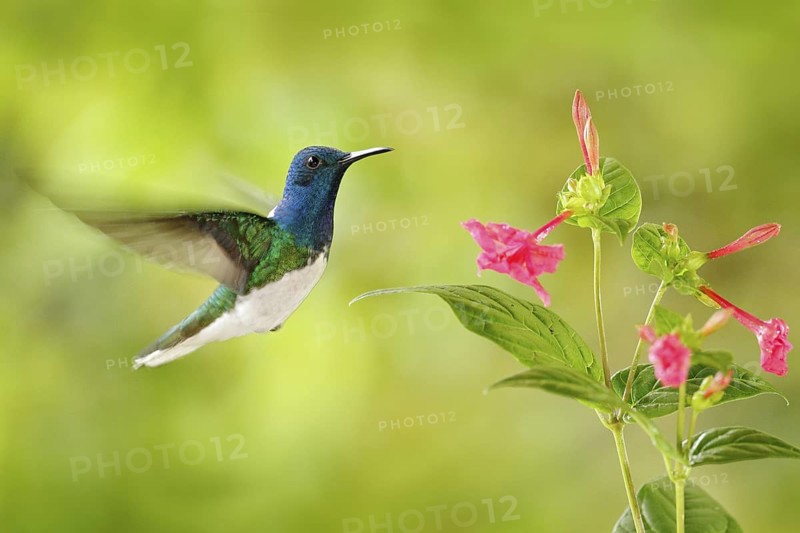 Bird with red flower. Hummingbird White-necked Jacobin, flying next to beautiful red flower with green forest background, Tandayapa, Ecuador. Hummingbird in the tropic forest. Wildlife tropic nature