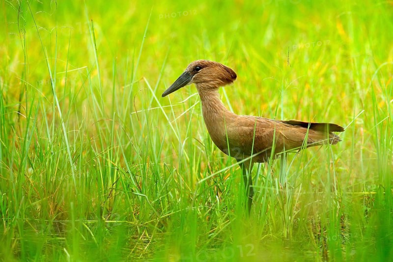 Hamerkop, Scopus umbretta, in the green grass. wet season in Africa. Brown bird in the nature habitat. Wildlife scene from Moremi, Okavango delta