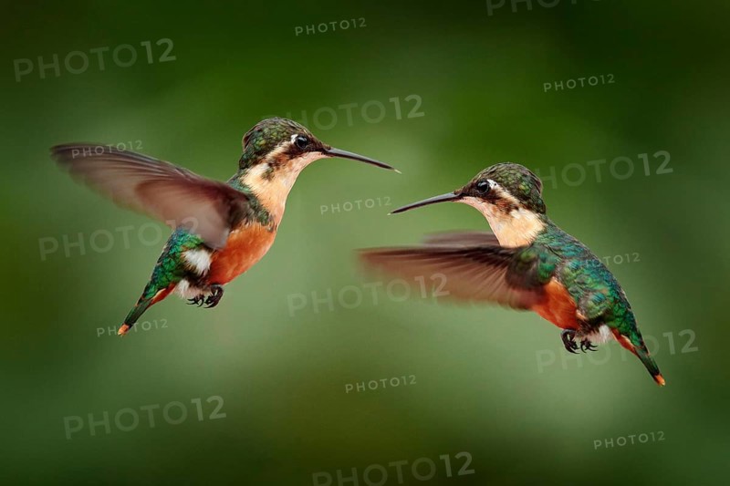 Santa Marta Woodstar (Chaetocercus astreans) females flying, Colombia