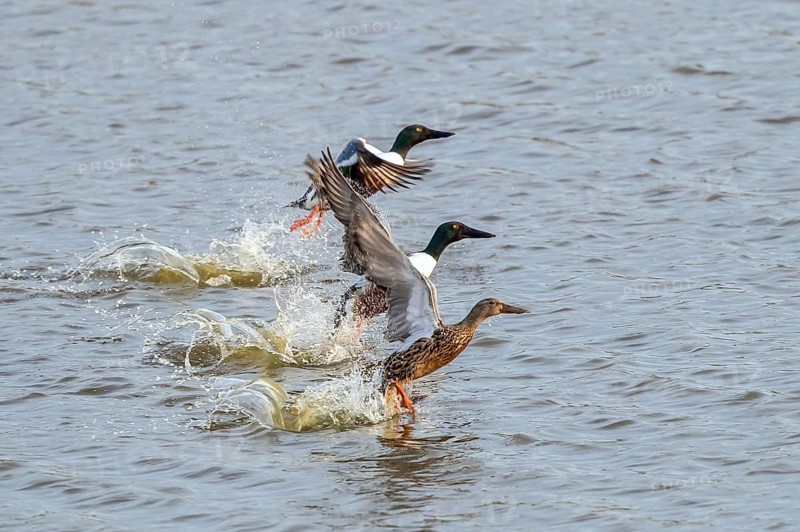 Northern Shoveler (Spatula clypeata) group taking flight, Mecklenburg-Western Pomerania, Germany