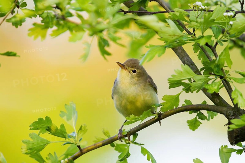 Icterine Warbler (Hippolais icterina), Baden-Wuerttemberg, Germany