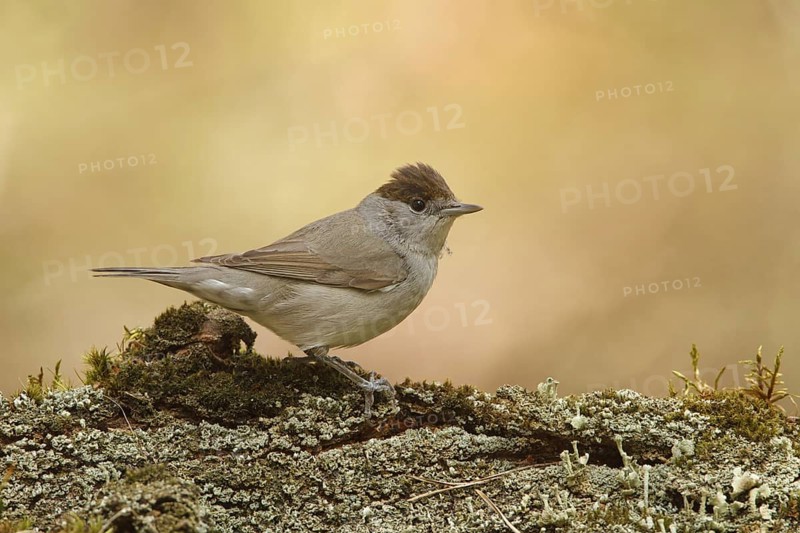 Eurasian Blackcap (Sylvia atricapilla) female, Utrecht, Netherlands