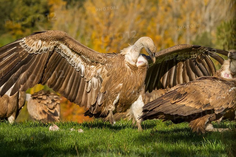 Griffon Vulture (Gyps fulvus), adult with open wings, Castilla Leon, Spain