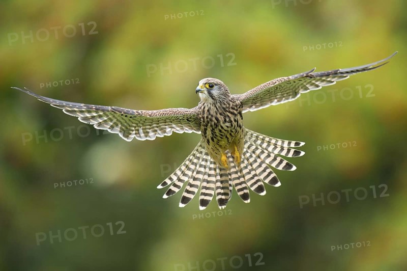 Common Kestrel (Falco tinnunculus) female flying, Lower Saxony, Germany