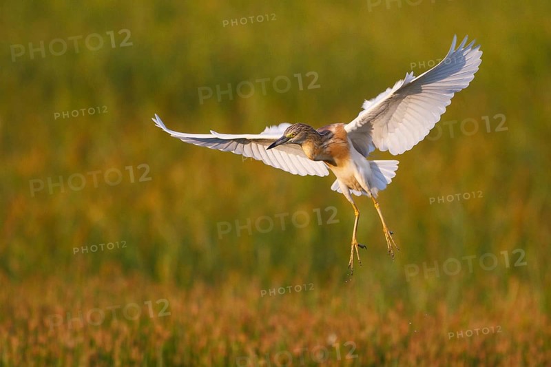 Squacco Heron (Ardeola ralloides) flying, Greece