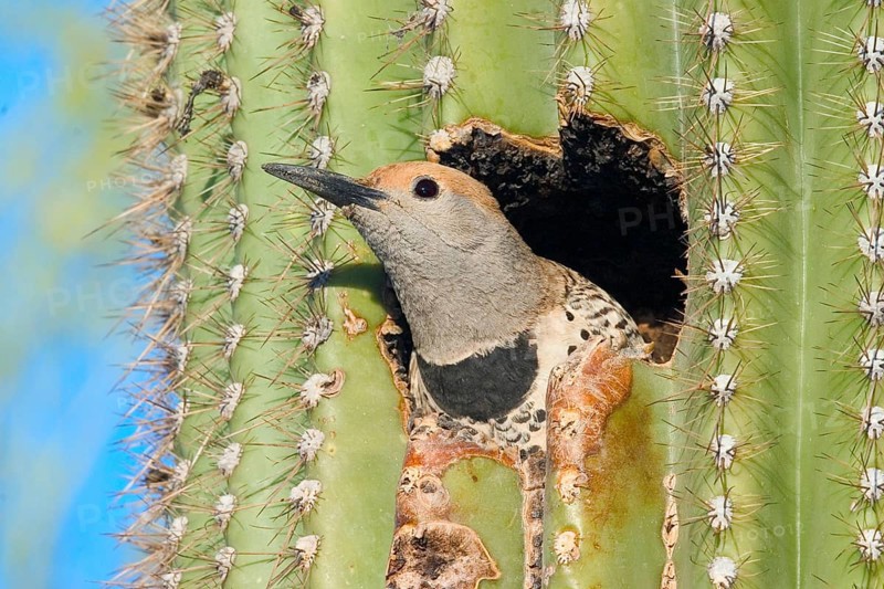 Gilded Flicker Colaptes auratus Tucson, Pima Co., ARIZONA, USA 29 April Adult Female Picidae