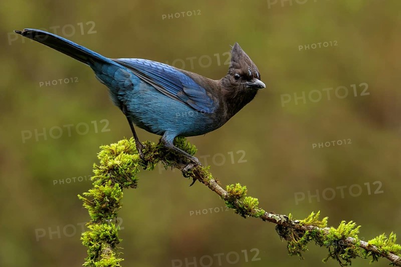 A Steller's Jay (Cyanocitta stelleri) perches on a mossy branch in Victoria, British Columbia, Canada
