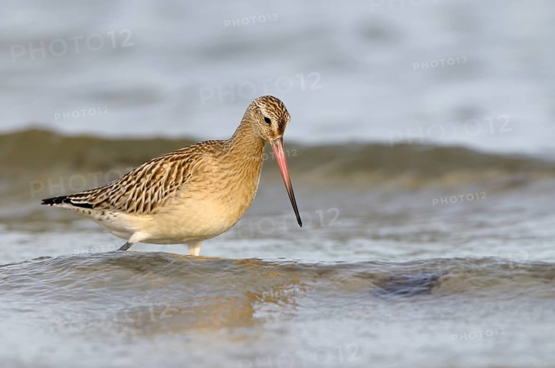 Pfuhlschnepfe (Limosa lapponica), Bar-tailed Godwit, Altvogel im Schlichtkleid, am Strand der Ostsee, auf Nahrungssuche in der Brandung, Oktober, Prerow, Nationalpark Vorpommersche Boddenlandschaft, Mecklenburg-Vorpommern, Ostsee, Deutschland