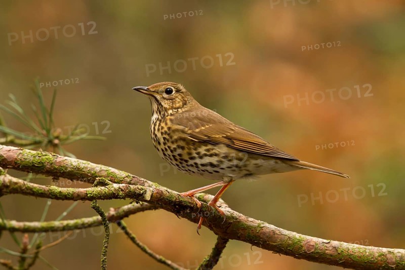 Song Thrush (Turdus philomelos), Utrecht, Netherlands
