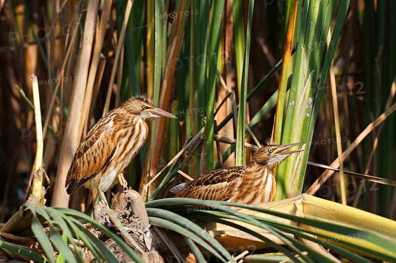 Little Bittern (Ixobrychus minutus) juveniles foraging, Saxony-Anhalt, Germany