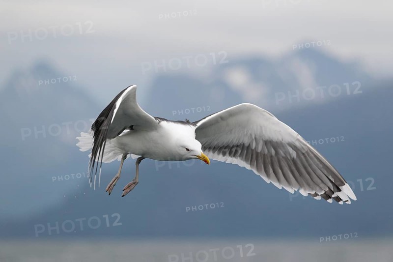 Mantelmöwe; lat. Larus marinus; im Flug schräg von vorn über dem Wasser mit den Romsdalalpen im Hintergrund