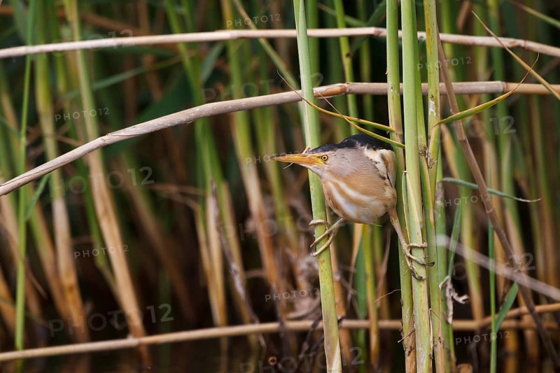 Little Bittern (Ixobrychus minutus) male, Greece