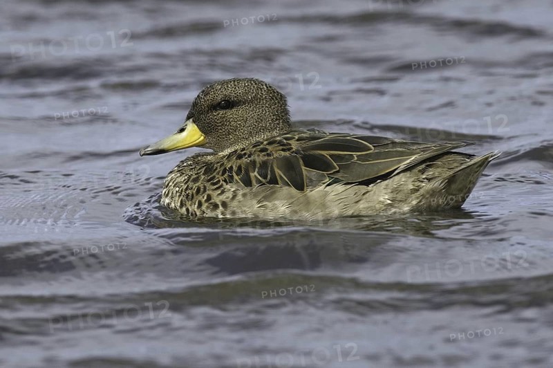 Yellow-billed Teal (Anas flavirostris), Falkland Islands